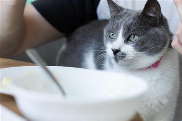 猫为什么会患上脂肪肝,原发性脂肪肝没有明显诱因