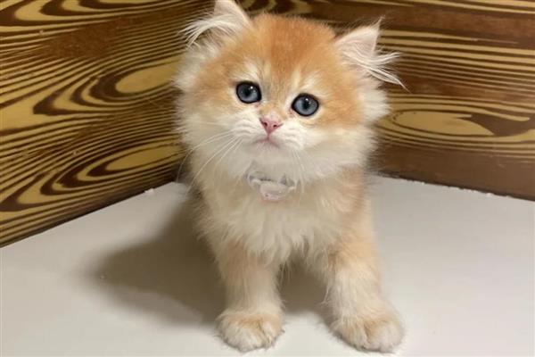 猫为什么会患上脂肪肝,原发性脂肪肝没有明显诱因