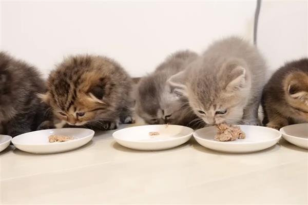 猫为什么会患上脂肪肝,原发性脂肪肝没有明显诱因