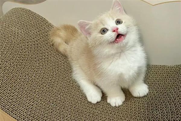 猫为什么会患上脂肪肝,原发性脂肪肝没有明显诱因