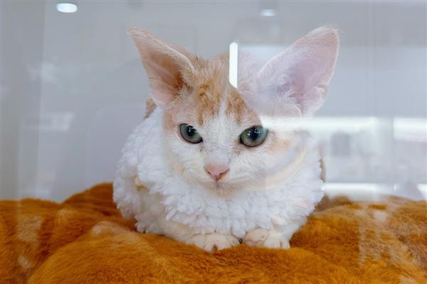 猫为什么会患上脂肪肝,原发性脂肪肝没有明显诱因