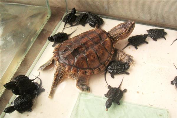 小鳄龟会冬眠吗,水温低于15℃会进入冬眠