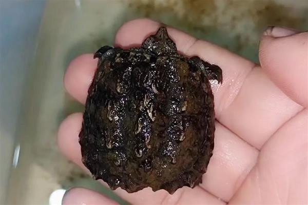 小鳄龟会冬眠吗,水温低于15℃会进入冬眠