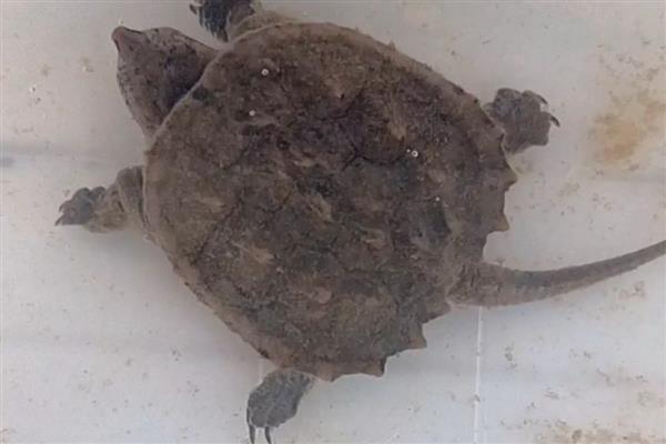 小鳄龟会冬眠吗,水温低于15℃会进入冬眠