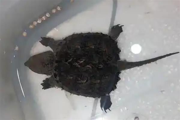 小鳄龟会冬眠吗,水温低于15℃会进入冬眠