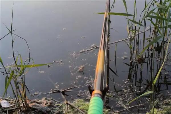 十年情鱼竿简介，属于美人鱼旗下经典鱼竿
