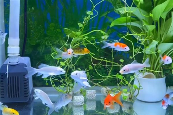 鱼缸为何出现褐色锈斑,一般是爆发了褐藻