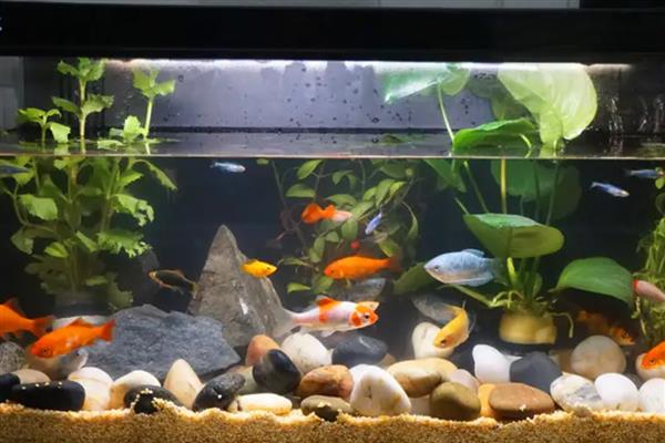 鱼缸为何出现褐色锈斑,一般是爆发了褐藻