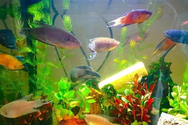 鱼缸为何出现褐色锈斑,一般是爆发了褐藻