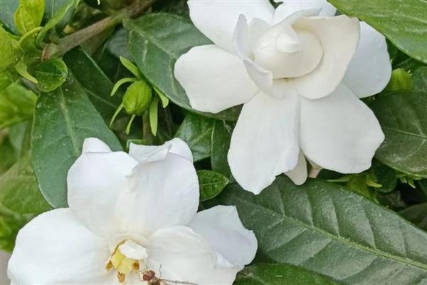 栀子花开一半就黄了的处理方法,及时放置到通风干燥处养护