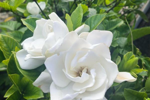 栀子花开一半就黄了的处理方法,及时放置到通风干燥处养护