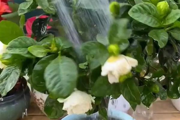 栀子花开一半就黄了的处理方法,及时放置到通风干燥处养护