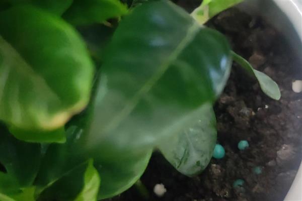 栀子花开一半就黄了的处理方法,及时放置到通风干燥处养护