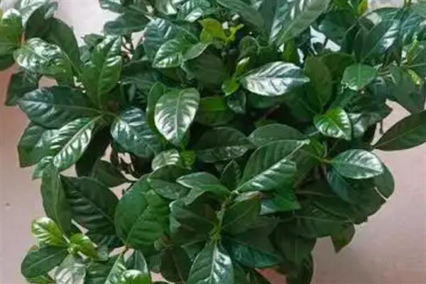 栀子花开一半就黄了的处理方法,及时放置到通风干燥处养护