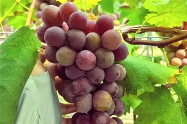 大圩葡萄的采摘时间,采摘时间是7月底