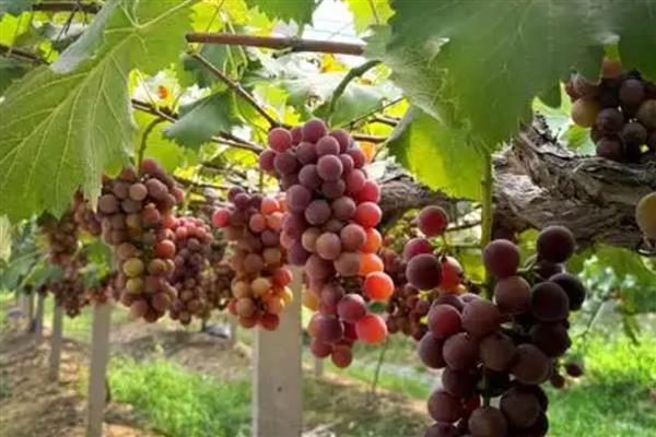 大圩葡萄的采摘时间,采摘时间是7月底