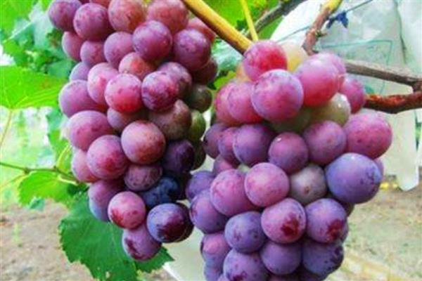 大圩葡萄的采摘时间,采摘时间是7月底
