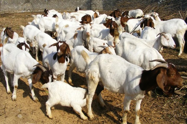 羊有什么特点,喜欢成群活动