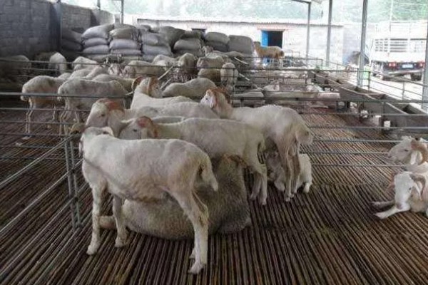 羊有什么特点,喜欢成群活动