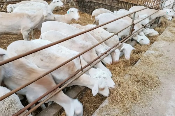 羊有什么特点,喜欢成群活动