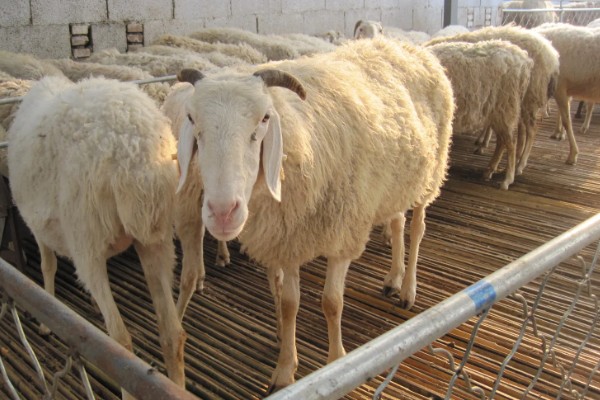 羊有什么特点,喜欢成群活动