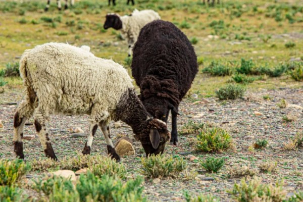 羊有什么特点,喜欢成群活动