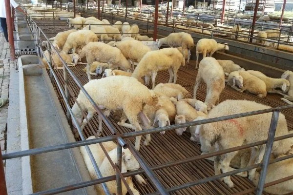 羊有什么特点,喜欢成群活动