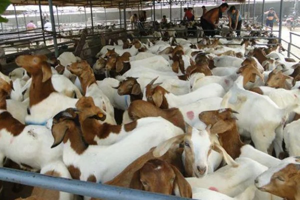 羊有什么特点,喜欢成群活动