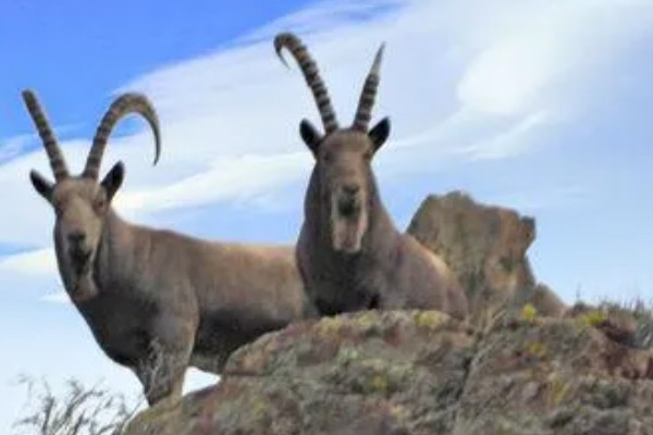 羊有什么特点,喜欢成群活动