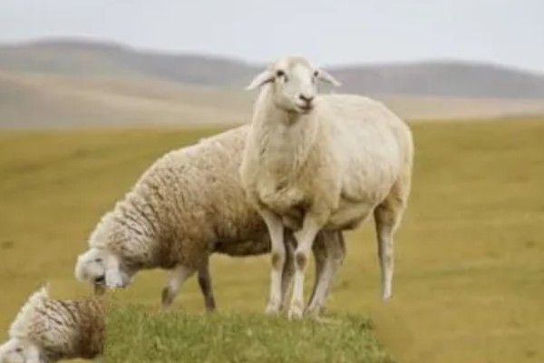 羊有什么特点,喜欢成群活动
