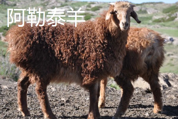 羊有什么特点,喜欢成群活动