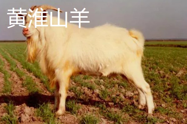 羊有什么特点,喜欢成群活动