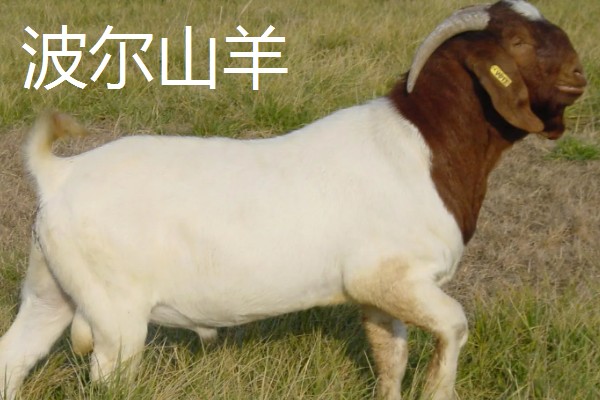 羊有什么特点,喜欢成群活动