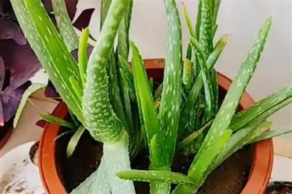 芦荟干瘪后如何急救，需及时增加水分