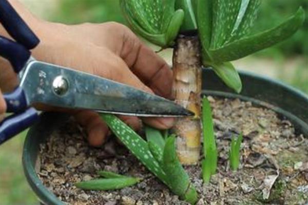 芦荟干瘪后如何急救，需及时增加水分