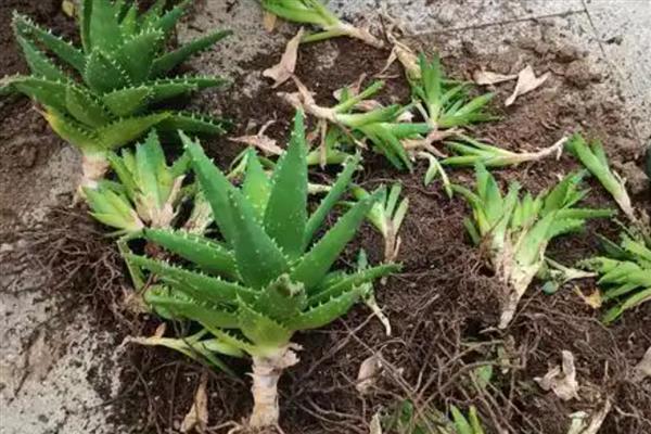 芦荟干瘪后如何急救，需及时增加水分