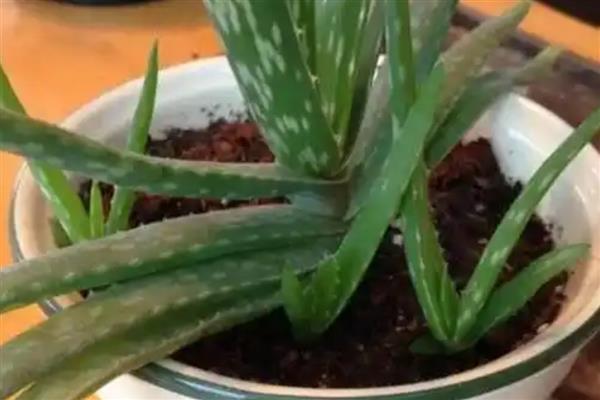 芦荟干瘪后如何急救，需及时增加水分