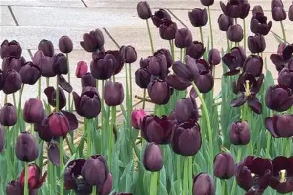 黑色郁金香介绍，是新加坡理工学院培育出的花种
