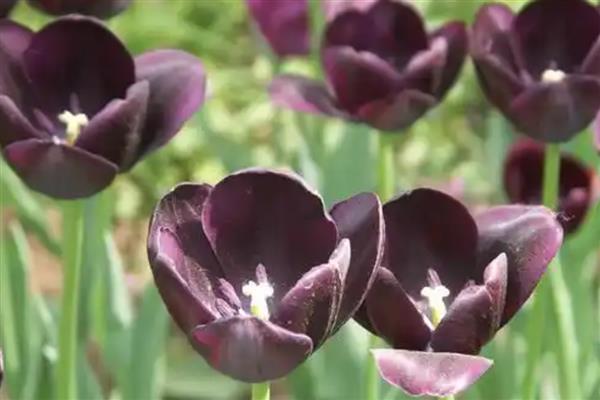 黑色郁金香介绍，是新加坡理工学院培育出的花种