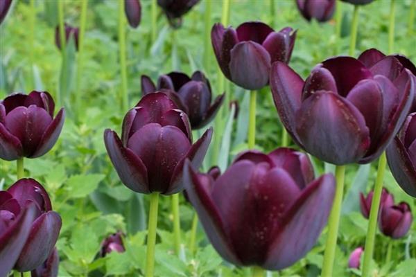 黑色郁金香介绍，是新加坡理工学院培育出的花种