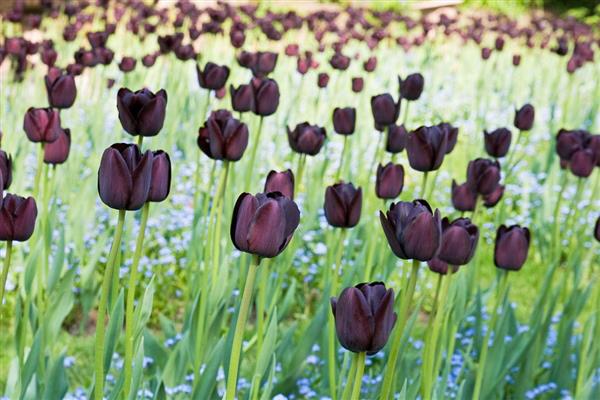 黑色郁金香介绍，是新加坡理工学院培育出的花种