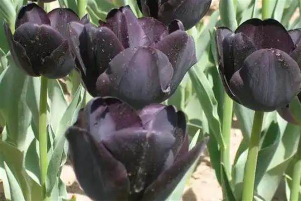 黑色郁金香介绍，是新加坡理工学院培育出的花种