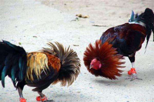 斗鸡打架前十天如何调教,一定要训练耐力