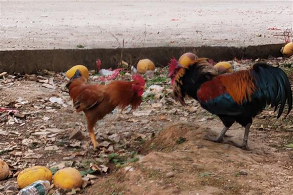 斗鸡打架前十天如何调教,一定要训练耐力