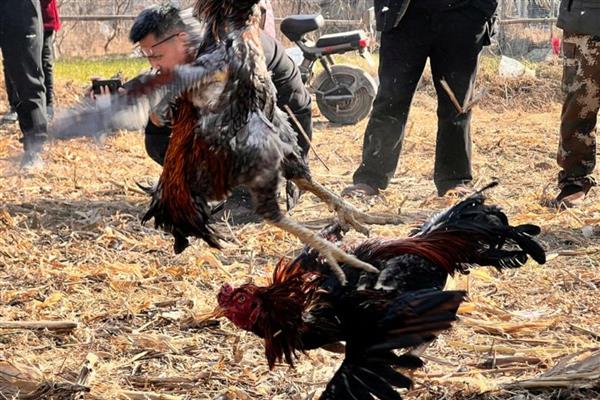 斗鸡打架前十天如何调教,一定要训练耐力