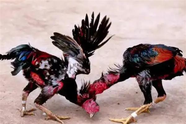斗鸡打架前十天如何调教,一定要训练耐力