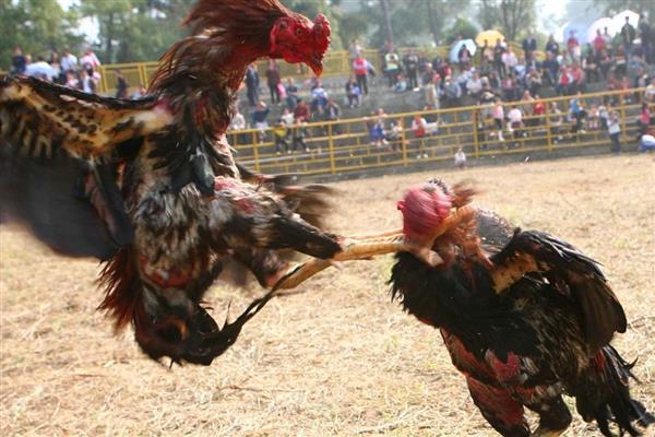 斗鸡打架前十天如何调教,一定要训练耐力