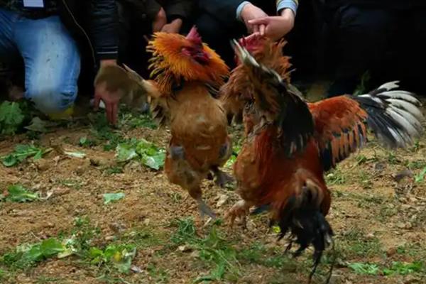 斗鸡打架前十天如何调教,一定要训练耐力