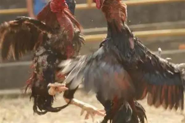 斗鸡打架前十天如何调教,一定要训练耐力