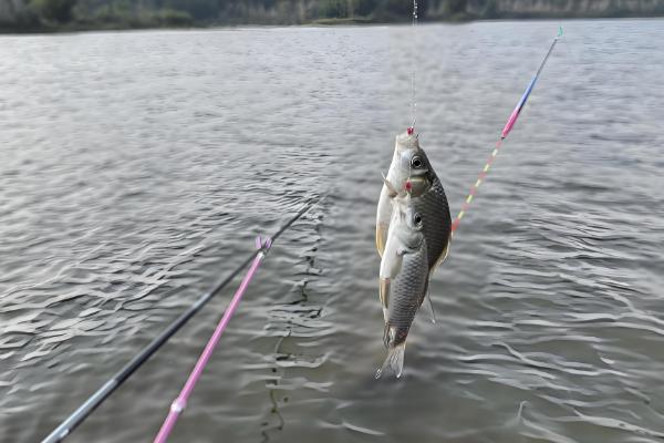 丸世8号钩可以钓多大的鱼，能钓4斤以内的鱼